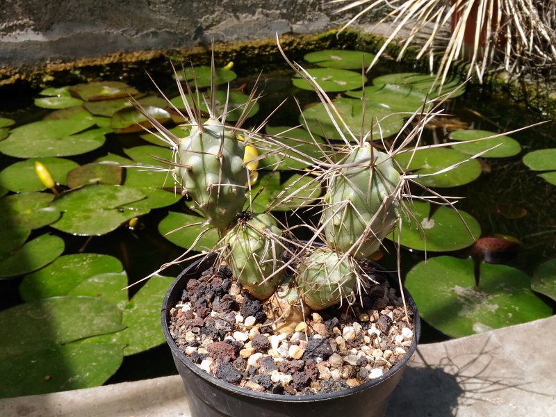 Tephrocactus aoracanthus 