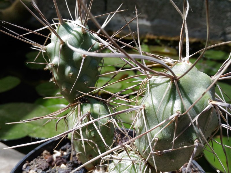 Tephrocactus aoracanthus 