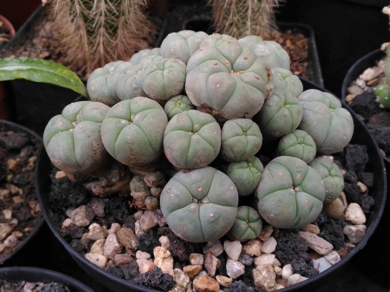 Lophophora williamsii f. caespitosa 