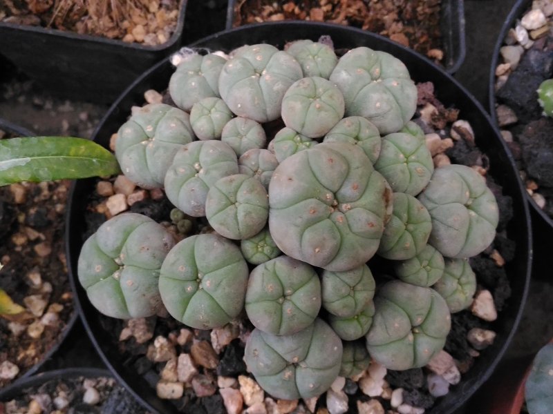 Lophophora williamsii f. caespitosa 