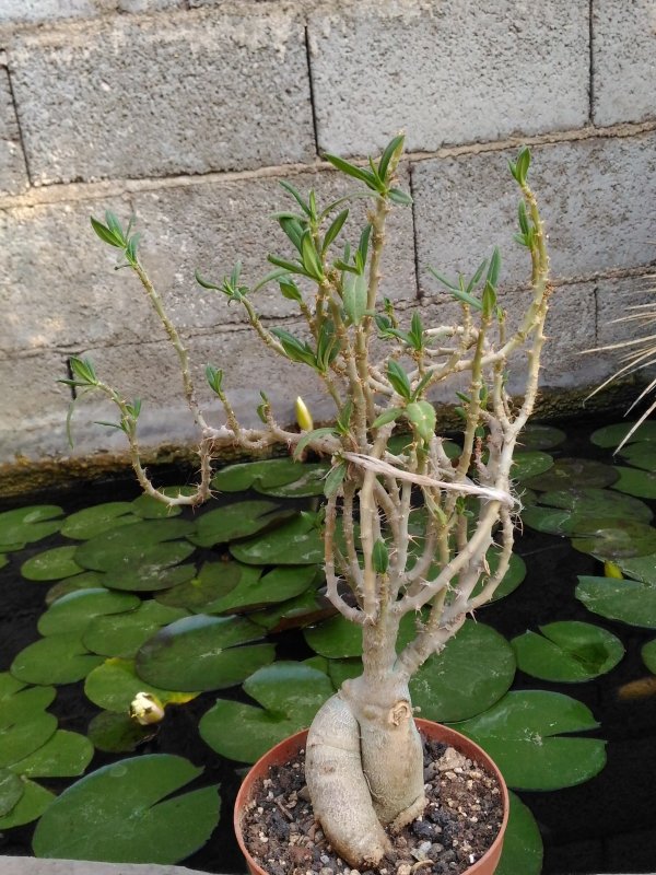 Pachypodium bispinosum 