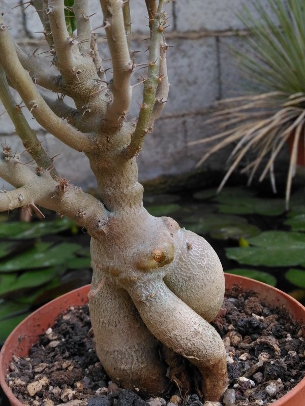 Pachypodium bispinosum 