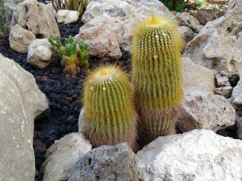 Notocactus leninghausii 