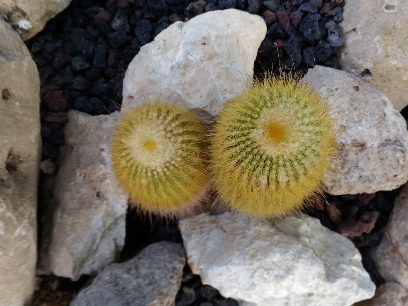 Notocactus leninghausii 