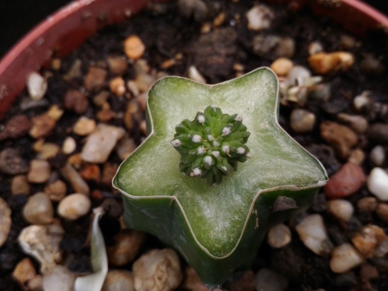 Aztekium ritteri 