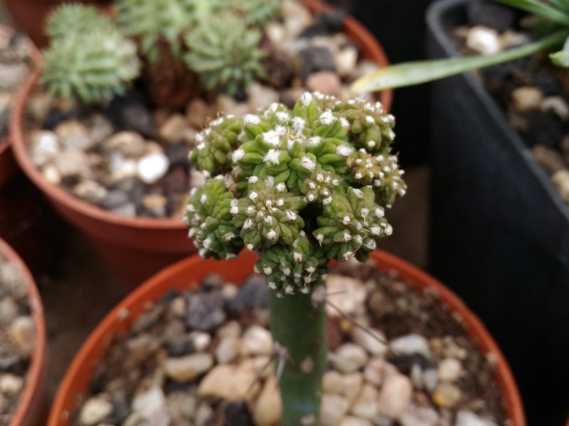 Aztekium ritteri 