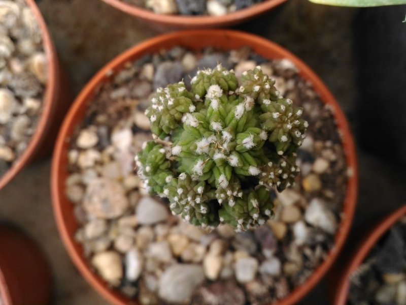 Aztekium ritteri 