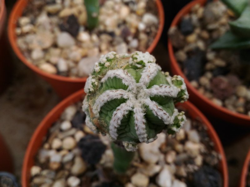 Aztekium hintonii 