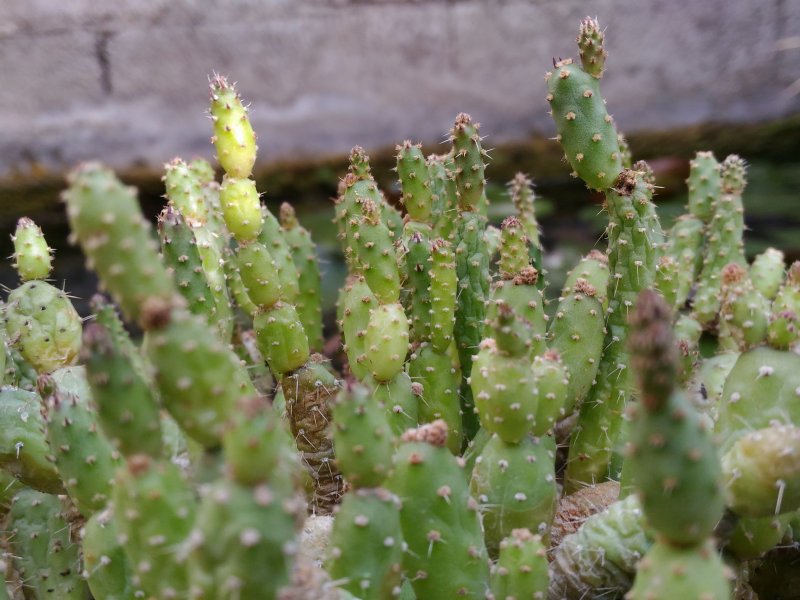 Tephrocactus minor 