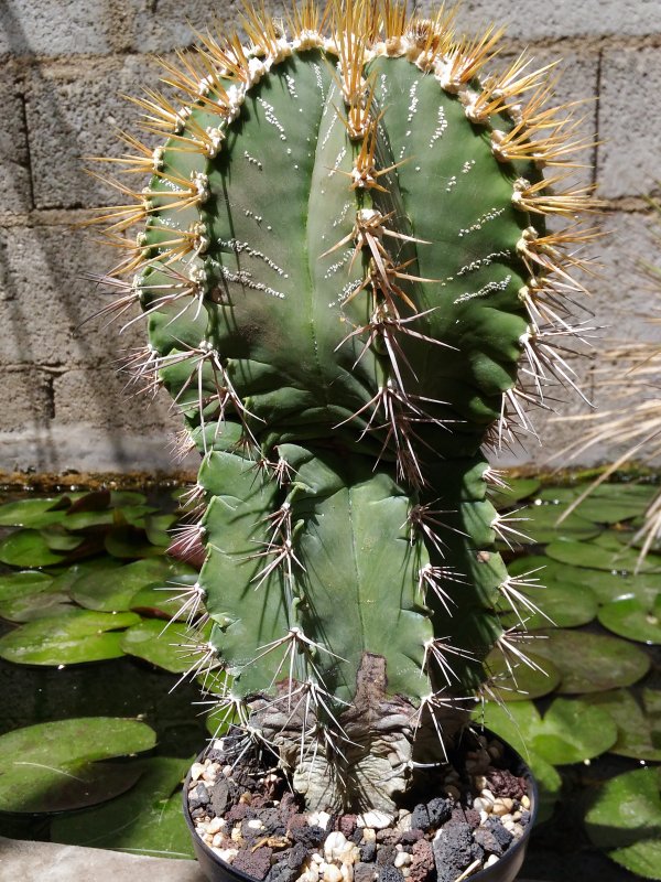 Astrophytum ornatum 