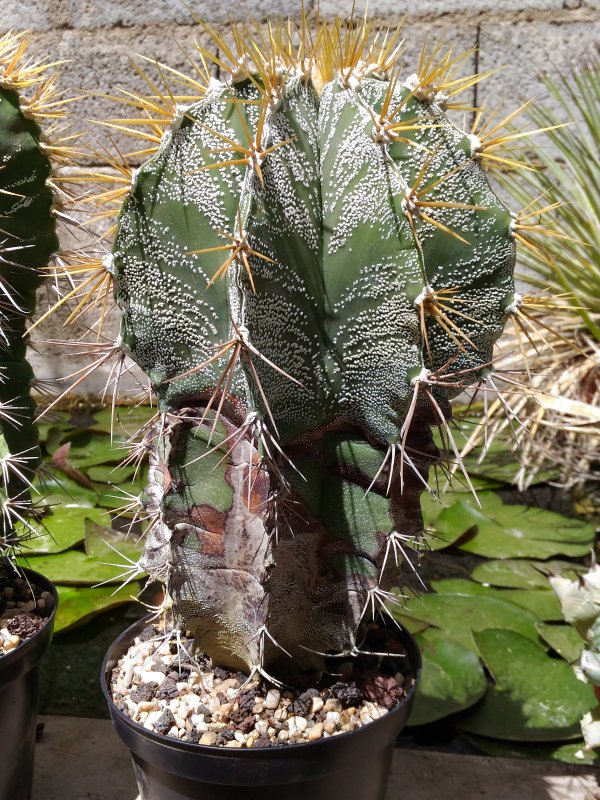 astrophytum ornatum f. mirbelii