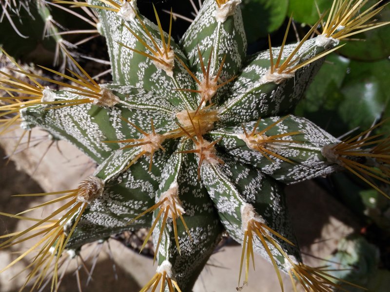 Astrophytum ornatum f. mirbelii 