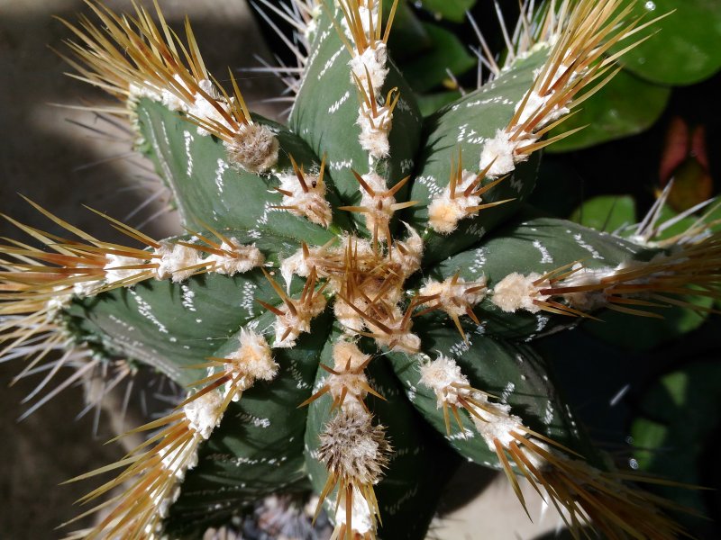 Astrophytum ornatum 