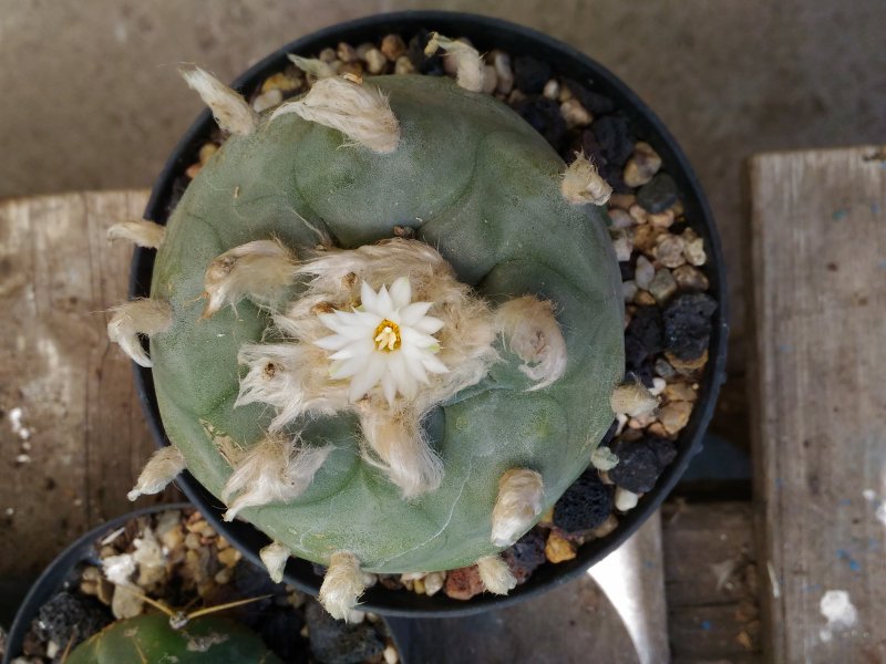 Lophophora diffusa 