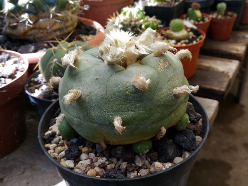 Lophophora diffusa 