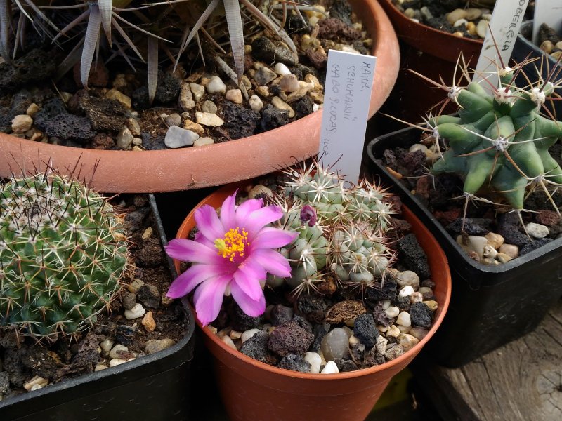 Mammillaria schumannii 