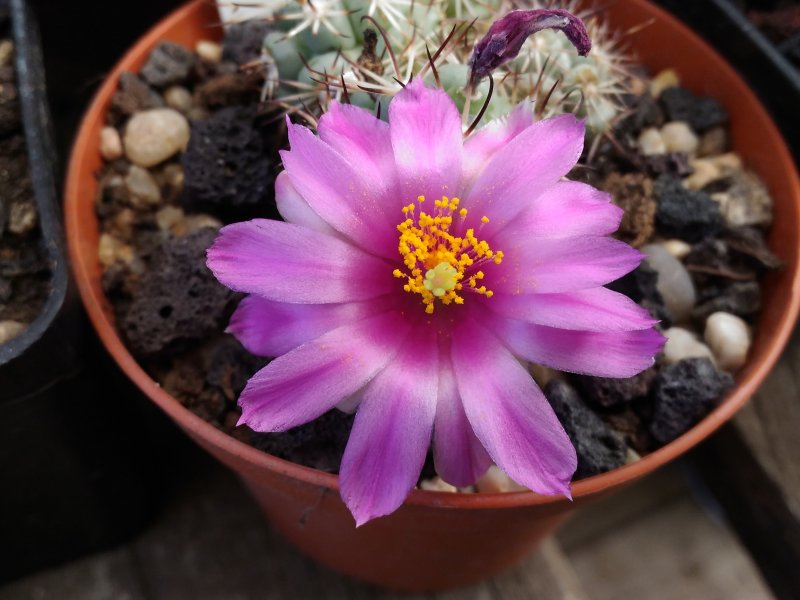 Mammillaria schumannii 