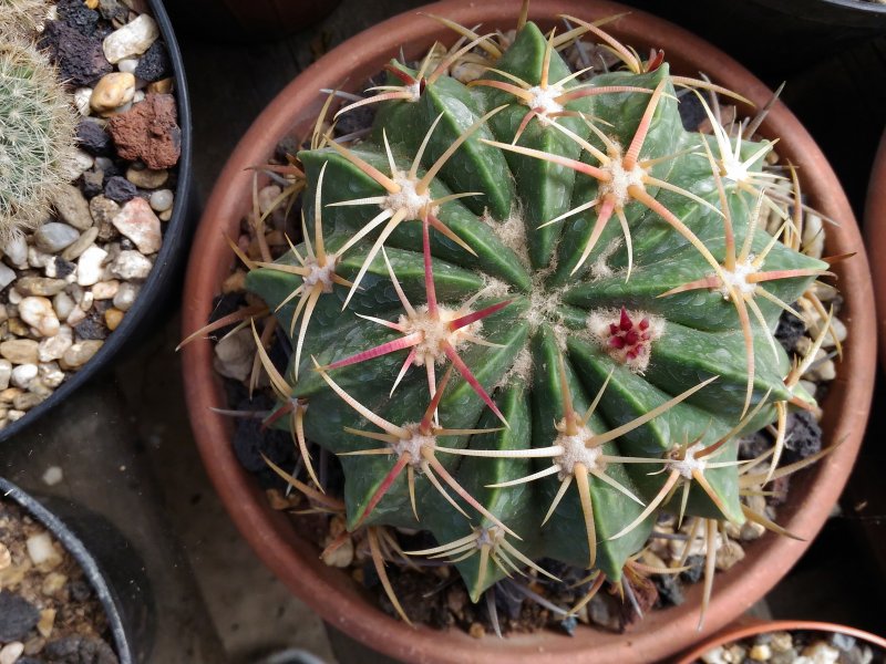 Ferocactus macrodiscus 