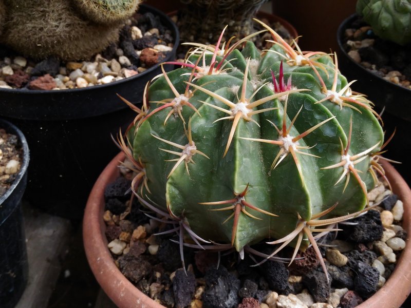 Ferocactus macrodiscus 