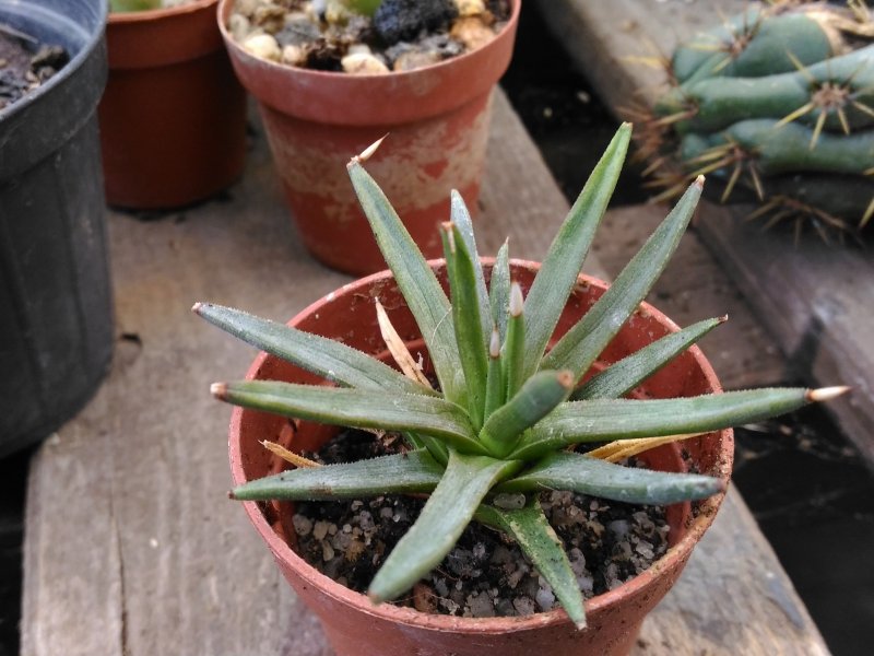 Agave albopilosa 