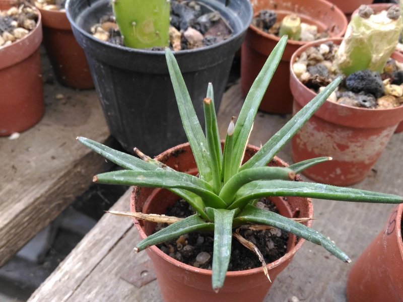 Agave albopilosa 