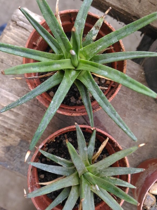 Agave albopilosa 