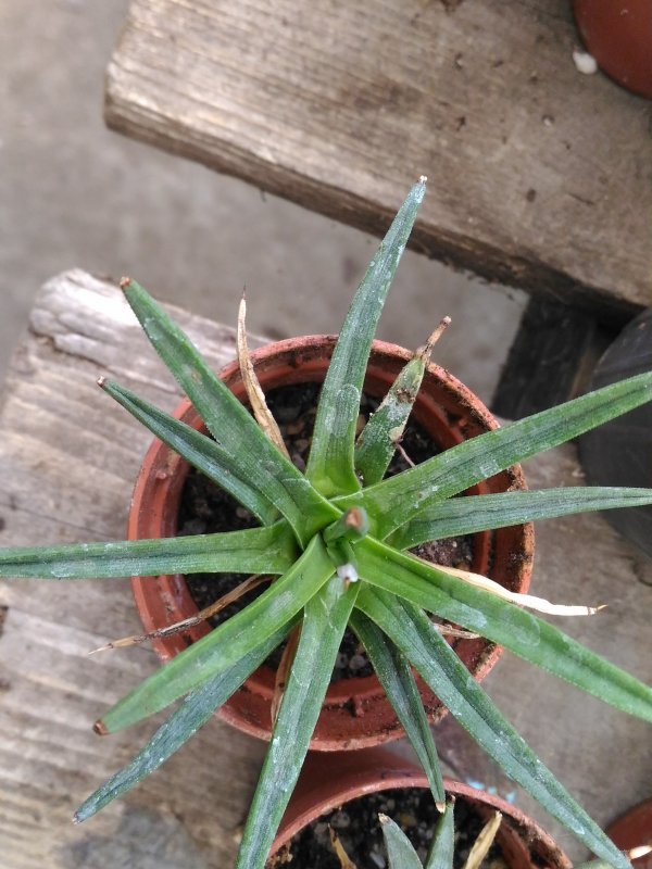 Agave albopilosa 