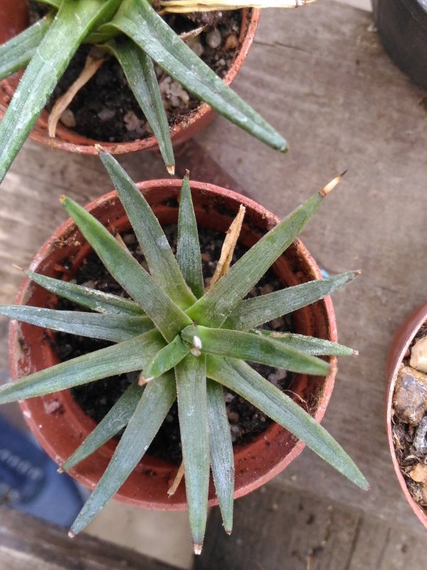 Agave albopilosa 