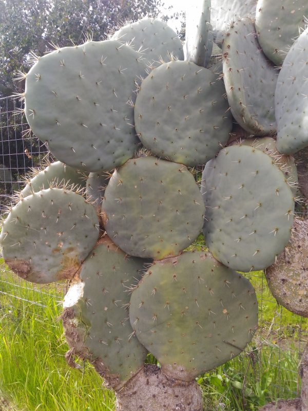 Opuntia robusta 