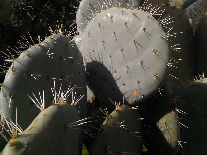 Opuntia robusta 