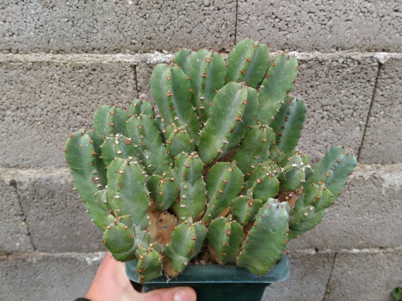 Euphorbia resinifera 