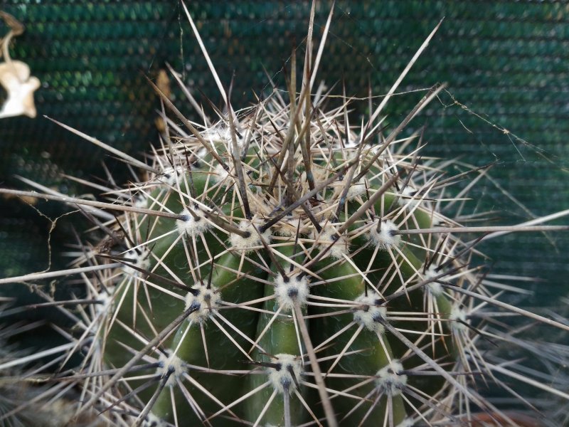 Carnegiea gigantea 