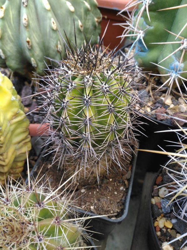 Carnegiea gigantea 