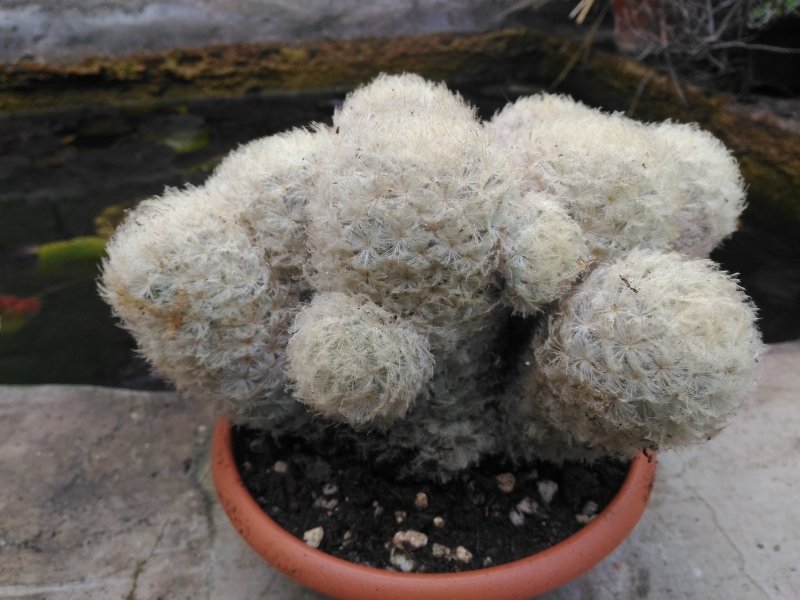 Mammillaria plumosa 