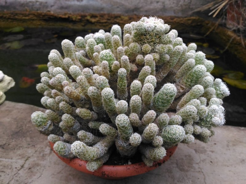 Mammillaria gracilis 