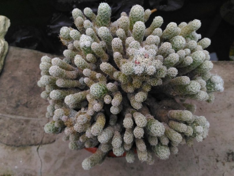 Mammillaria gracilis 