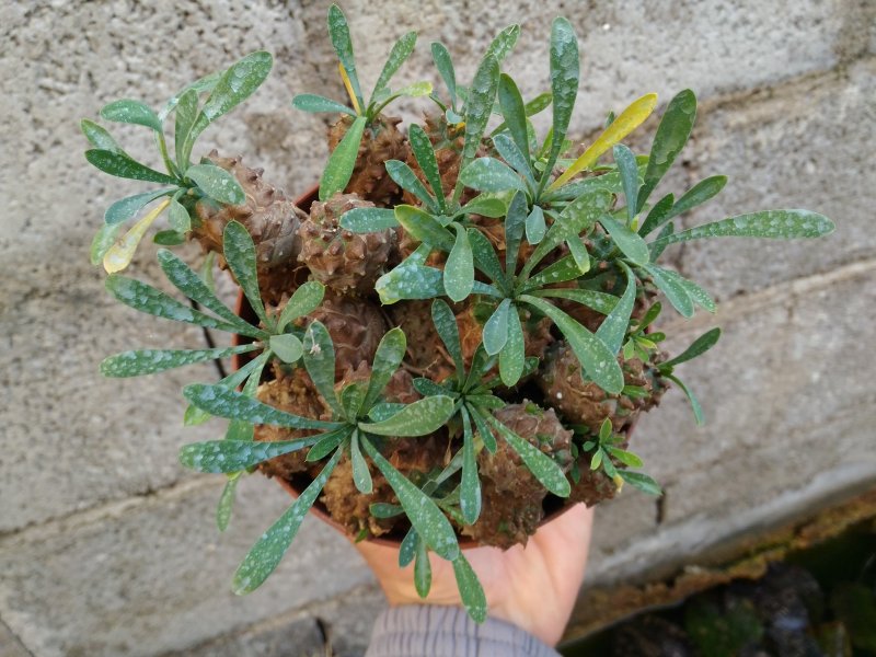 Euphorbia x japonica 