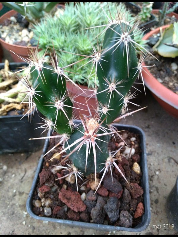 Opuntia invicta 