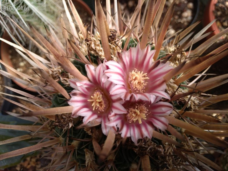 Echinofossulocactus crispatus 