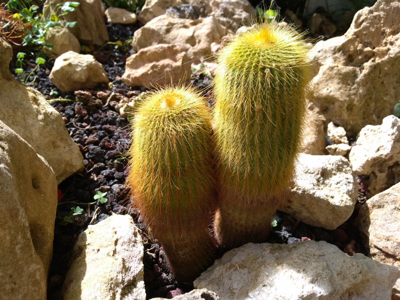 Notocactus leninghausii 