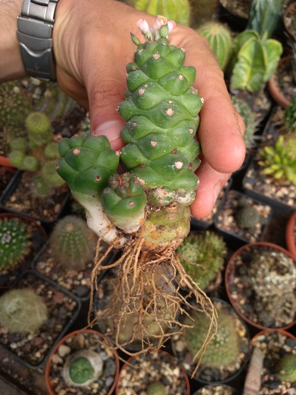 Monadenium ritchiei 