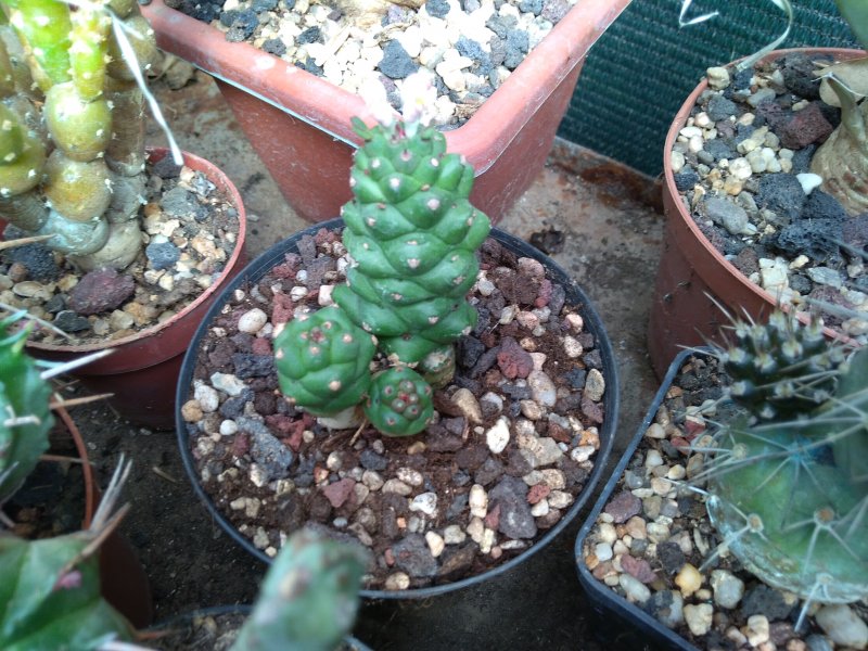 Monadenium ritchiei 