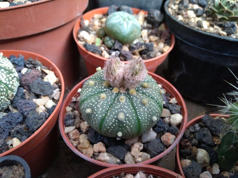 Astrophytum asterias 