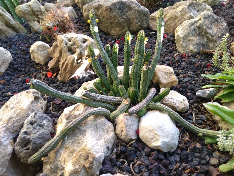 Echidnopsis cereiformis 