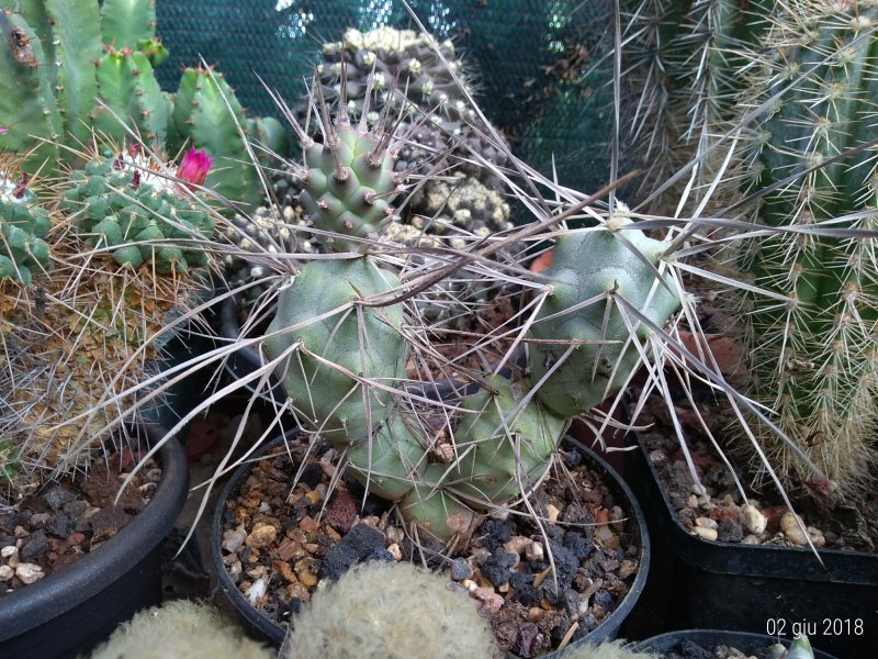 Tephrocactus aoracanthus 