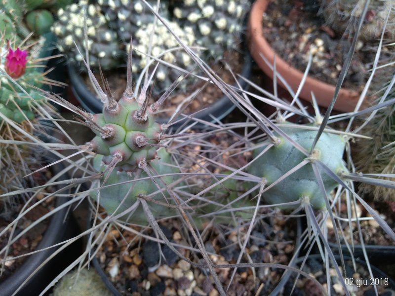 Tephrocactus aoracanthus 