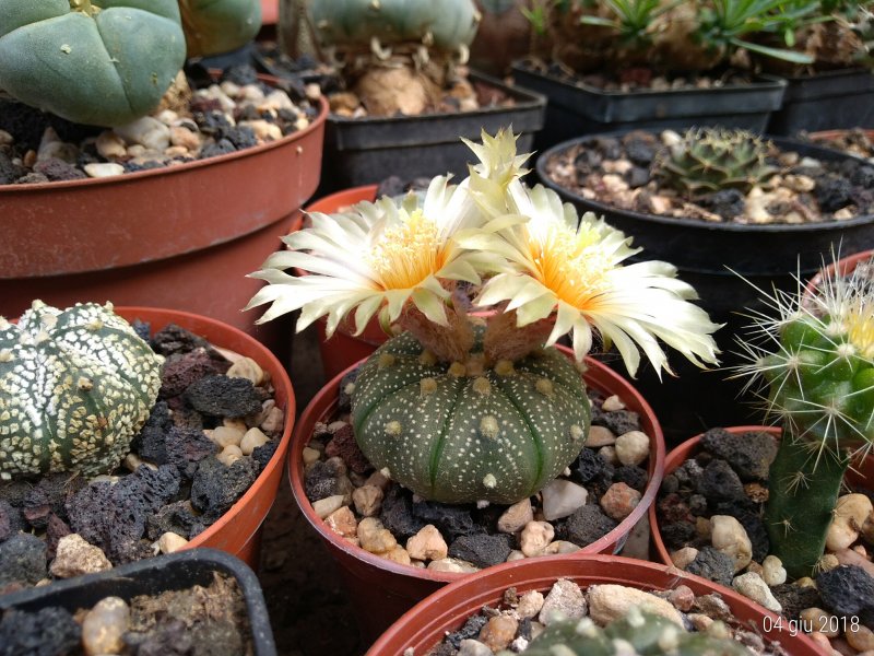 Astrophytum asterias 