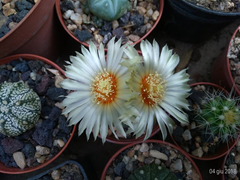 Astrophytum asterias 