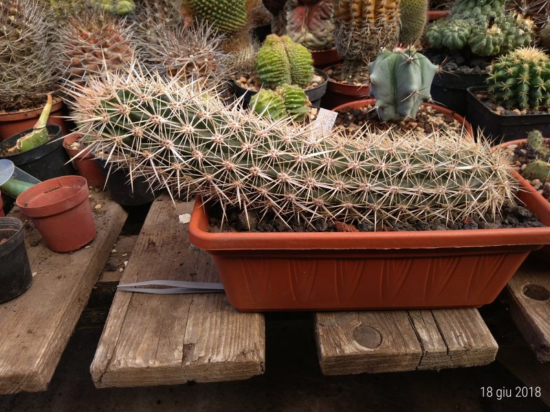 Machaerocereus eruca 