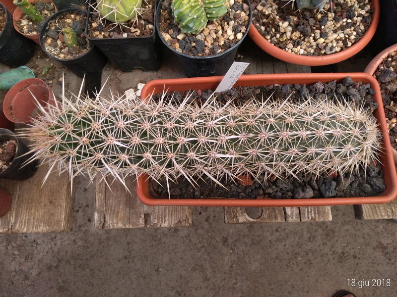 Machaerocereus eruca 